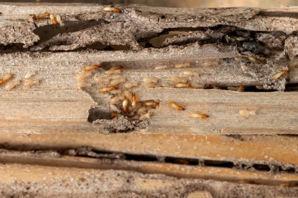 Best Termite Control Services  in Brea, CA